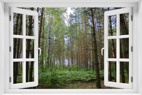 Fototapeta Naklejka Na Ścianę Okno 3D - high beautiful forest with ferns and sun. tall trees in the forest. the sun shines through the trees in the young forest. birch grove with pines. walks in the clean forest. travel to nature in Europe.