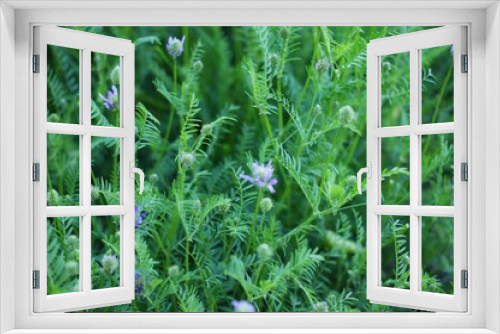 Fototapeta Naklejka Na Ścianę Okno 3D - A beautiful shiny field of golden grain with some wildflowers