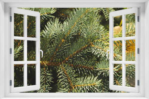 Fototapeta Naklejka Na Ścianę Okno 3D - Needles of fir tree branch close up. green pine tree
