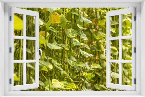 Fototapeta Naklejka Na Ścianę Okno 3D - Rideau de lianes