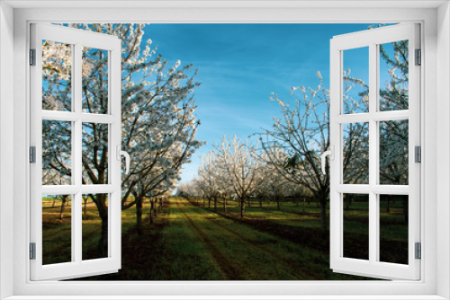 Fototapeta Naklejka Na Ścianę Okno 3D - Looking down rows of blooming cherry trees in an Oregon orchard in spring.