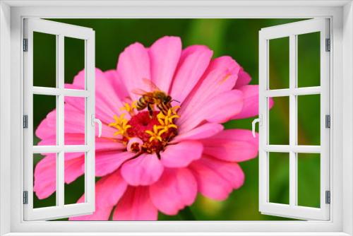 Fototapeta Naklejka Na Ścianę Okno 3D - Close up beautiful daisy flower in the garden