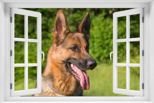 Fototapeta Naklejka Na Ścianę Okno 3D - German Sheppard dog portrait .
