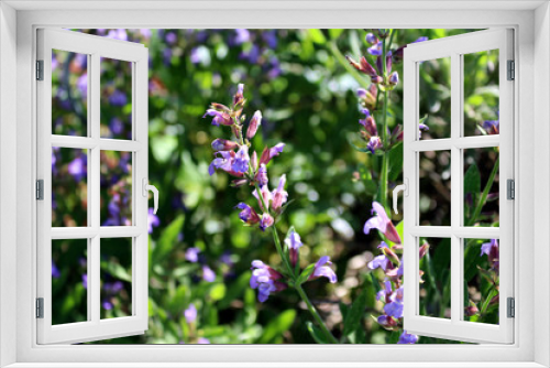 Fototapeta Naklejka Na Ścianę Okno 3D - Close up beautiful blue Salvia flower blooming in outdoor garden with blurred background.Purple Salvia is herbal plant in the mint family.Botanical,natural,herb and flower