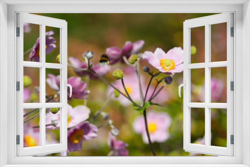 Fototapeta Naklejka Na Ścianę Okno 3D - Herbst-Anemone