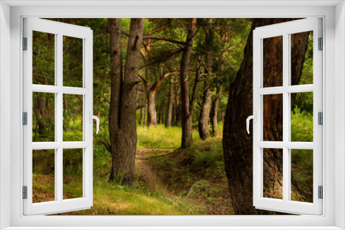 Fototapeta Naklejka Na Ścianę Okno 3D - beautiful tree in a summer green forest
