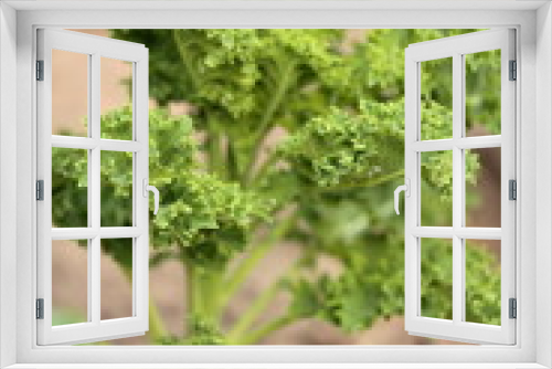 Fototapeta Naklejka Na Ścianę Okno 3D - green fresh kale in garden