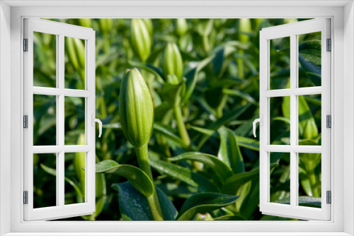 Fototapeta Naklejka Na Ścianę Okno 3D - Growing lillies. Agriculture.