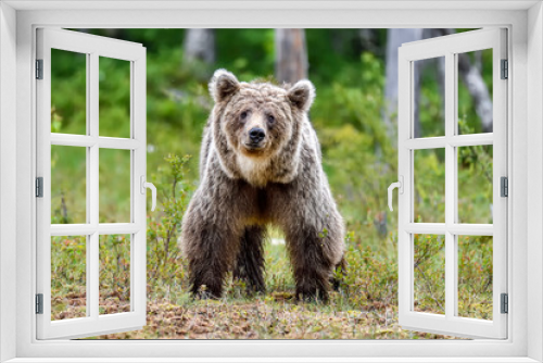 Fototapeta Naklejka Na Ścianę Okno 3D - Not so happy looking Brown bear