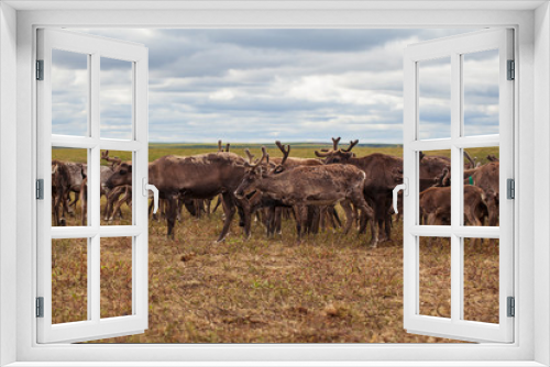 Fototapeta Naklejka Na Ścianę Okno 3D - Yamal,   reindeers in Tundra, pasture of Nenets