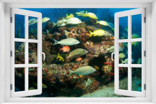 Fototapeta Naklejka Na Ścianę Okno 3D - Fish Aggregation, picture taken in Palm Beach County Florida