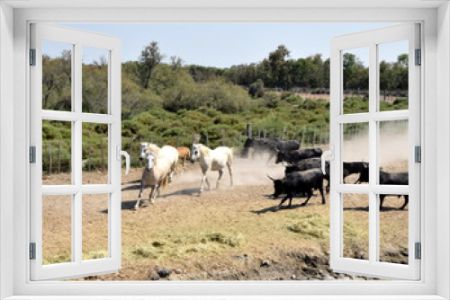 Fototapeta Naklejka Na Ścianę Okno 3D - Wild bulls and horses of the Camargue, Southern France