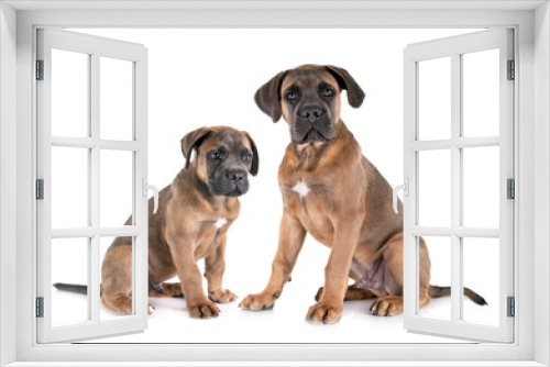 Fototapeta Naklejka Na Ścianę Okno 3D - puppies cane corso