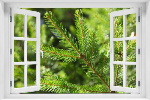 Fototapeta Naklejka Na Ścianę Okno 3D - Natural sprig of spruce