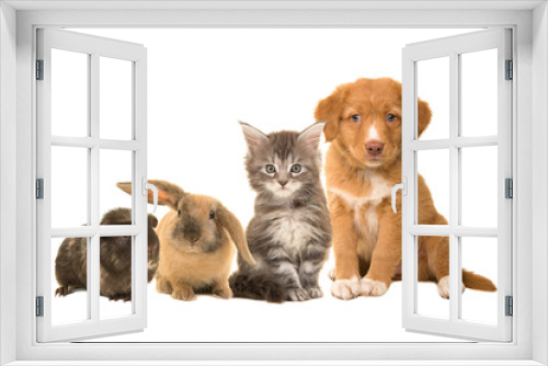 Fototapeta Naklejka Na Ścianę Okno 3D - Group of different pets, a puppy, kitten, rabbit and a guinea pig