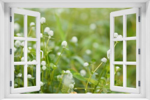 Fototapeta Naklejka Na Ścianę Okno 3D - white flower on blurred of nature background