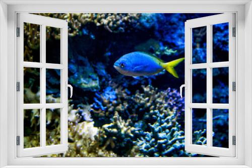 Fototapeta Naklejka Na Ścianę Okno 3D - Bright sea blue fish on coral background.