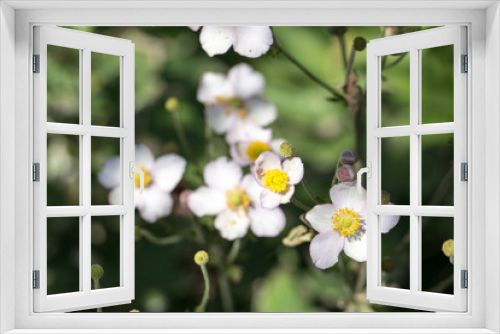 Fototapeta Naklejka Na Ścianę Okno 3D - White anemone flowers in the garden.