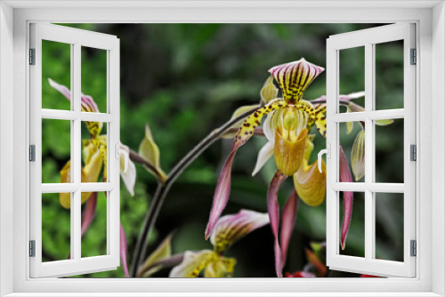 Fototapeta Naklejka Na Ścianę Okno 3D - Close up of the exotic Orchid Paphiopedilum Lebaudyanum ( haynaldianum x philippinense ) in a conservatory