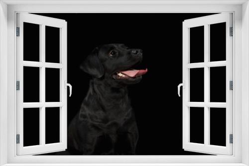 Fototapeta Naklejka Na Ścianę Okno 3D - Black Labrador Retriever dog on black background, portrait, black on black