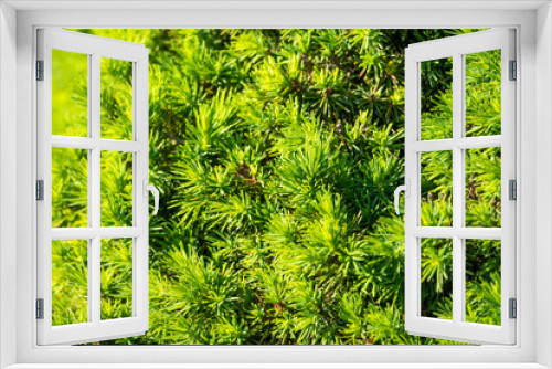 Fototapeta Naklejka Na Ścianę Okno 3D - Background from green fir branches.