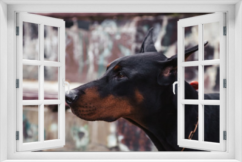 Fototapeta Naklejka Na Ścianę Okno 3D - Close-up portrait of black dog doberman in the city