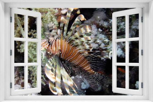 Fototapeta Naklejka Na Ścianę Okno 3D - Common Lionfish (Pterois volitans) in the Red Sea