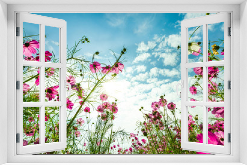 Fototapeta Naklejka Na Ścianę Okno 3D - Purple, pink, red, cosmos flowers in the garden with blue sky and clouds background