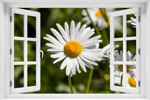 Fototapeta Naklejka Na Ścianę Okno 3D - Daisy flower on green meadow. Chamomile background.