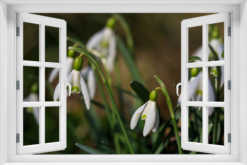 Fototapeta Naklejka Na Ścianę Okno 3D - Common snowdrop (Galanthus nivalis)