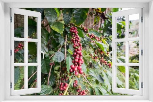 Fototapeta Naklejka Na Ścianę Okno 3D - THAILAND PHITSANULOK COFFEE PLANTATION