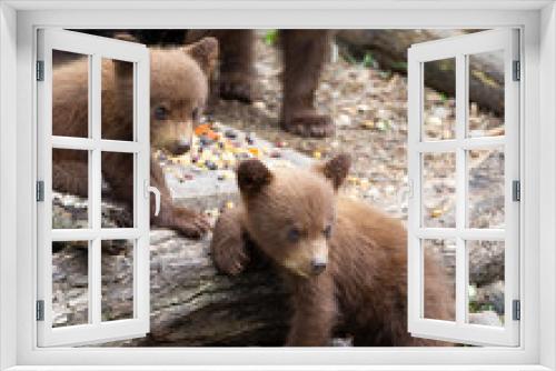 Fototapeta Naklejka Na Ścianę Okno 3D - Black Bear cubs in Orr, Minnesota