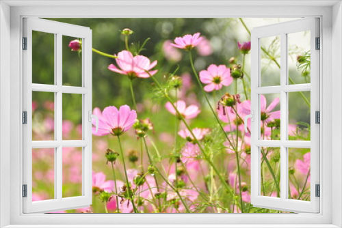 Fototapeta Naklejka Na Ścianę Okno 3D - pink flowers in the garden