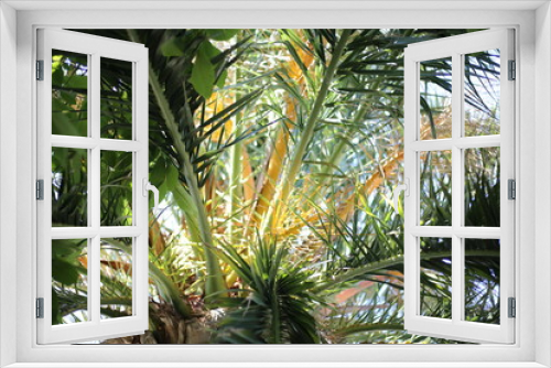 Fototapeta Naklejka Na Ścianę Okno 3D - Palme Baum