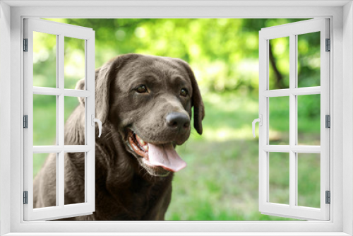 Fototapeta Naklejka Na Ścianę Okno 3D - Funny Chocolate Labrador Retriever in green summer park