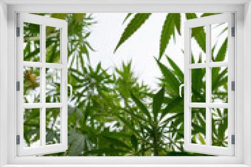 Fototapeta Naklejka Na Ścianę Okno 3D - canabis on marijuana field ganja farm sativa leaf weed medical hemp hash plantation cannabis legal or illegal drug
