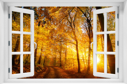 Fototapeta Naklejka Na Ścianę Okno 3D - Forest sunset in autumn