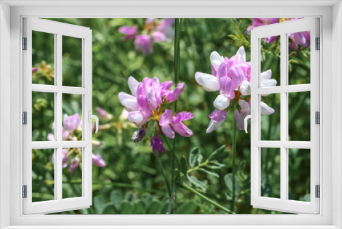 Fototapeta Naklejka Na Ścianę Okno 3D - Rosa Blüten der Kronwicke, Coronilla varia