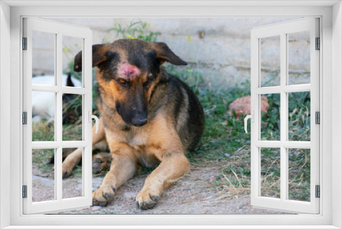 Fototapeta Naklejka Na Ścianę Okno 3D - Portrait of a stray dog with an injury on his head. Animal abuse. Battered dog.