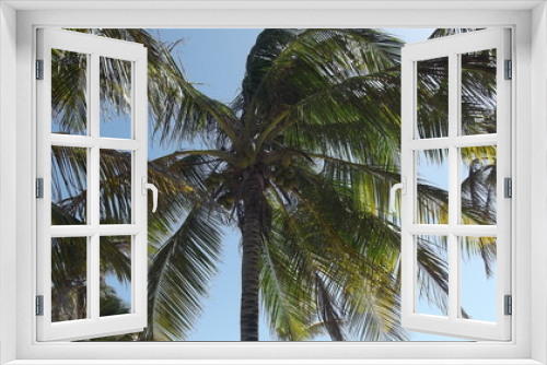 Fototapeta Naklejka Na Ścianę Okno 3D - palmera