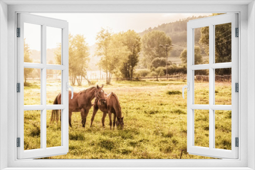 Fototapeta Naklejka Na Ścianę Okno 3D - konie na pastwisku w letni wieczór