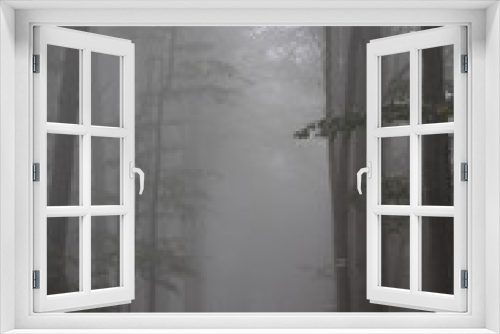 Fototapeta Naklejka Na Ścianę Okno 3D - Forest fogg mistical dark trees