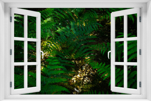 Fototapeta Naklejka Na Ścianę Okno 3D - Fougères en sous bois
