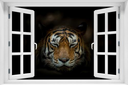 Fototapeta Naklejka Na Ścianę Okno 3D - Tiger face on black background