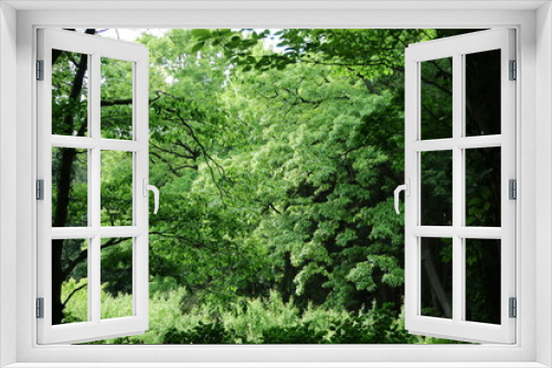 Fototapeta Naklejka Na Ścianę Okno 3D - 新緑の木を見上げる　
