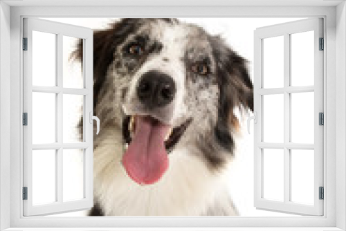 Fototapeta Naklejka Na Ścianę Okno 3D - Portrait Happy merle border collie dog isolated on white background.