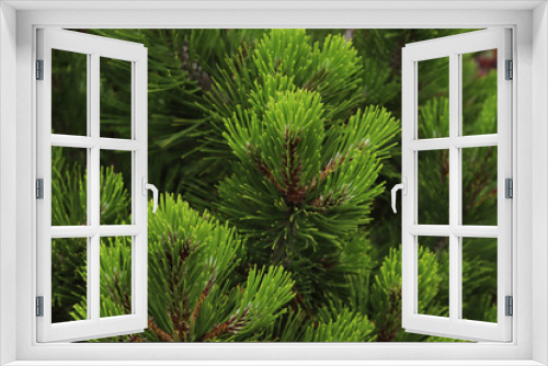 Fototapeta Naklejka Na Ścianę Okno 3D - Green branches of spruce in the forest