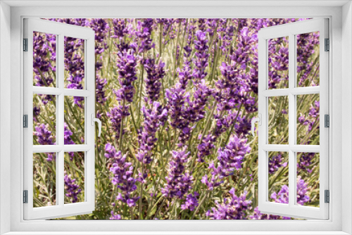 Fototapeta Naklejka Na Ścianę Okno 3D - Lavender on lavenders field in bloom