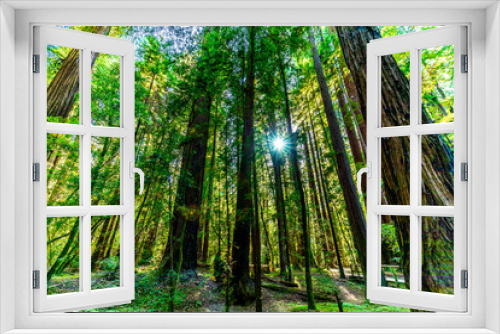 Fototapeta Naklejka Na Ścianę Okno 3D - Light through Redwood Trees, Sunburst