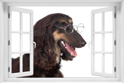 Fototapeta Naklejka Na Ścianę Okno 3D - Arabian hound dog with glasses